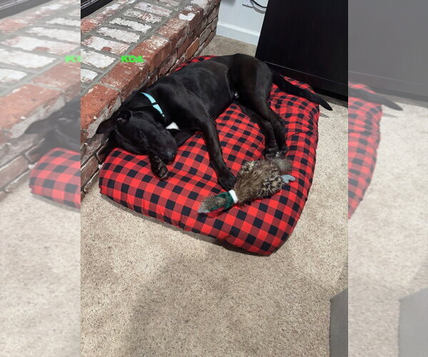 Medium Photo #3 Labrador Retriever-Unknown Mix Puppy For Sale in Woodland Hills, CA, USA