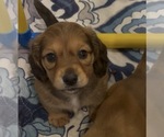 Image preview for Ad Listing. Nickname: Spanky