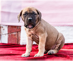 Puppy Alice Mastiff