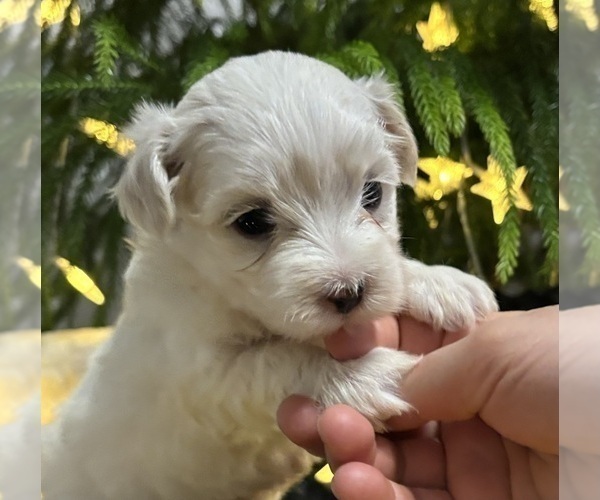 Medium Photo #13 Maltese Puppy For Sale in ROCK STREAM, NY, USA