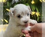 Small #12 Maltese