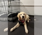 Small #2 Golden Retriever