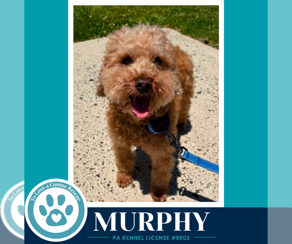 Medium Photo #11 Poodle (Miniature) Puppy For Sale in Kimberton, PA, USA