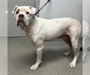 Boxer-Unknown Mix Dogs for adoption in Palmetto, FL, USA