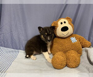 Australian Shepherd-Unknown Mix Dogs for adoption in Modesto, CA, USA