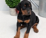 Small Photo #59 Doberman Pinscher Puppy For Sale in GOSHEN, IN, USA