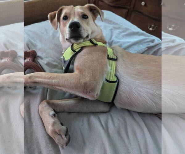 Medium Photo #1 Labrador Retriever-Unknown Mix Puppy For Sale in Princeton, MN, USA