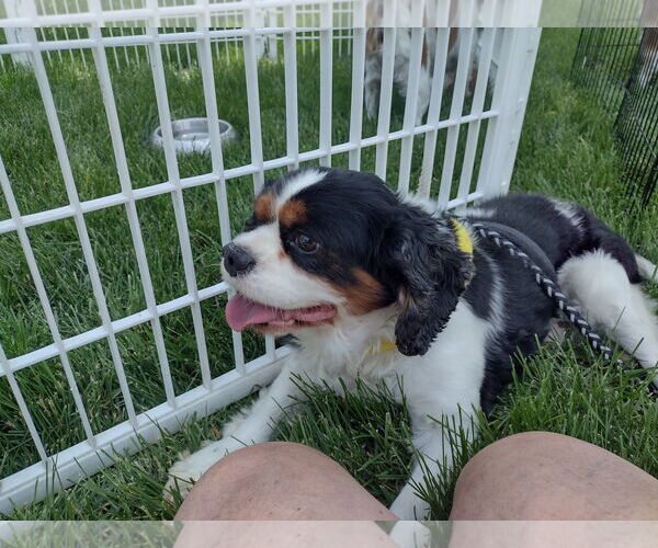 Medium Photo #3 Cavalier King Charles Spaniel Puppy For Sale in Sioux Falls, SD, USA