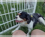 Small #2 Cavalier King Charles Spaniel