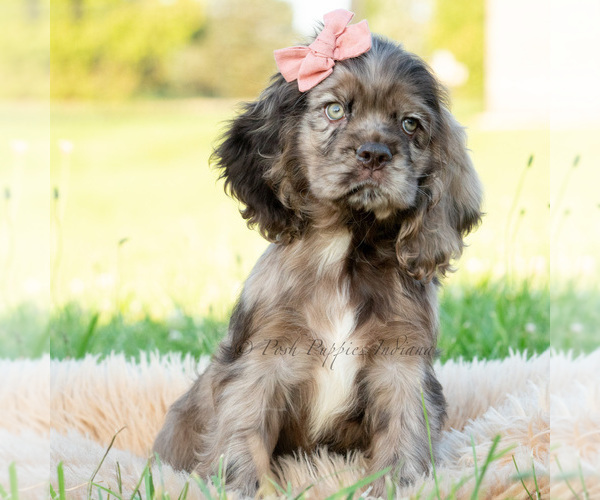 Medium Photo #9 Cocker Spaniel Puppy For Sale in WARSAW, IN, USA