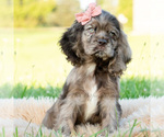 Small Photo #9 Cocker Spaniel Puppy For Sale in WARSAW, IN, USA