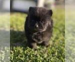 Small #2 Pomeranian