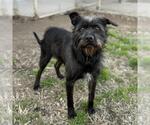 Small #1 Irish Wolfhound Mix