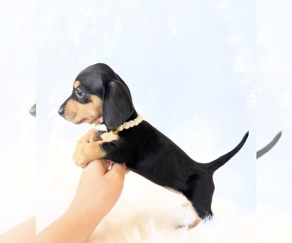 Medium Photo #9 Dachshund Puppy For Sale in DAVIS, CA, USA