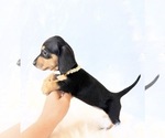 Small #8 Dachshund