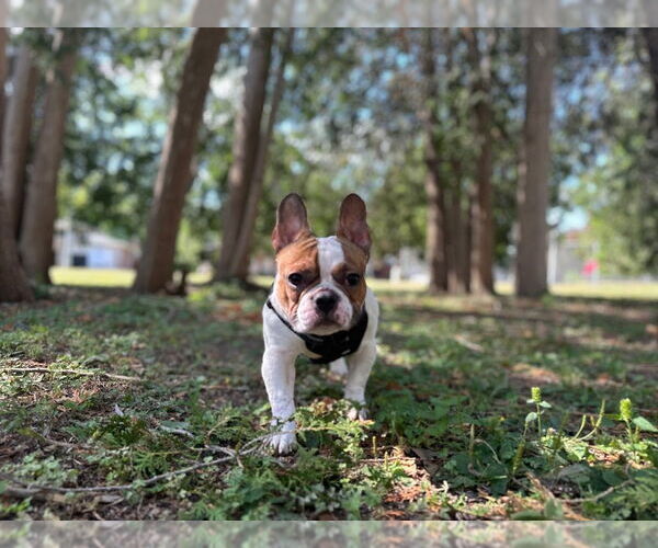 Medium Photo #2 French Bulldog Puppy For Sale in Brights Grove, Ontario, Canada