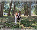 Small #1 French Bulldog