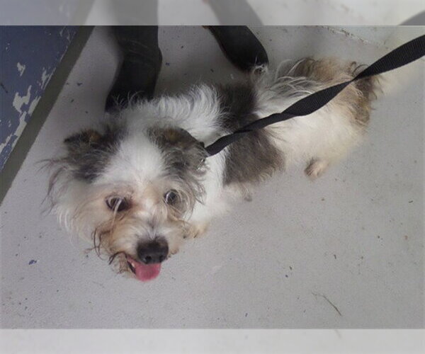 Medium Photo #1 Shih Tzu-Unknown Mix Puppy For Sale in Augusta, GA, USA