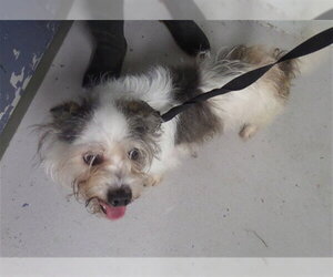 Shih Tzu-Unknown Mix Dogs for adoption in Augusta, GA, USA