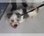Small Shih Tzu Mix