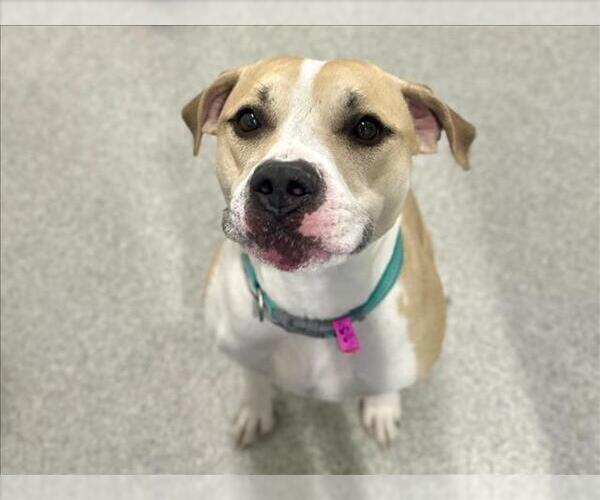 Medium Photo #1 Mutt Puppy For Sale in Fort Collins, CO, USA