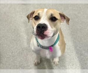 Mutt Dogs for adoption in Fort Collins, CO, USA