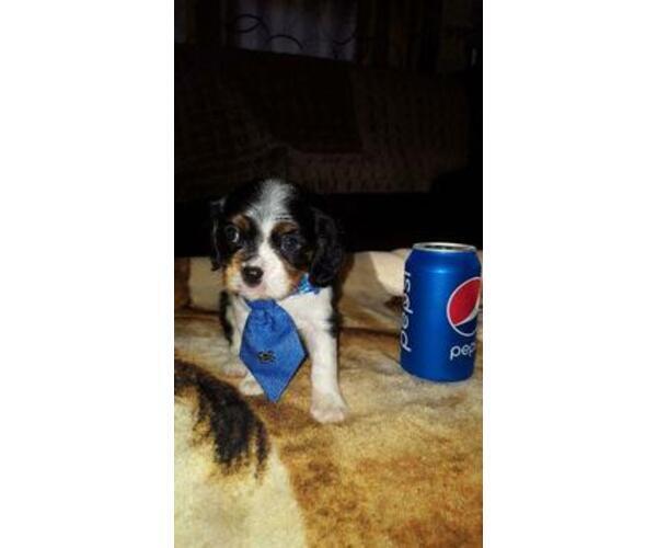 Medium Photo #6 Cavalier King Charles Spaniel Puppy For Sale in ALVARADO, TX, USA
