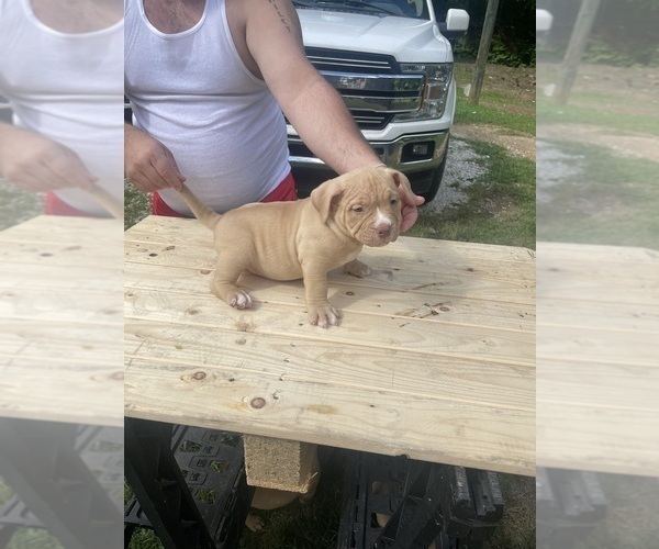 Medium Photo #1 American Bully Puppy For Sale in BLACKSBURG, SC, USA