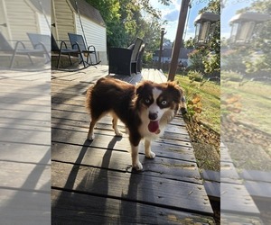 Mother of the Miniature Australian Shepherd puppies born on 10/24/2025