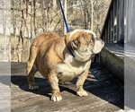 Small Photo #4 Bulldog Puppy For Sale in COLUMBIA, TN, USA