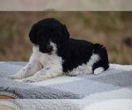 Small Photo #4 Goldendoodle Puppy For Sale in RALEIGH, NC, USA
