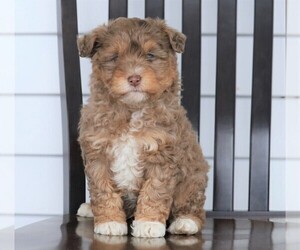 Aussiedoodle Miniature -Poodle (Miniature) Mix Puppy for sale in FREDERICKSBG, OH, USA