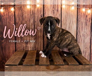 American Staffordshire Terrier-Staffordshire Bull Terrier Mix Dogs for adoption in Holly Springs, NC, USA