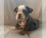 Small Photo #1 English Bulldog Puppy For Sale in JOHNS ISLAND, SC, USA