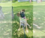 Small #35 Labrador Retriever Mix