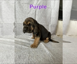 Saint Dane Puppy for sale in SWEET HOME, OR, USA