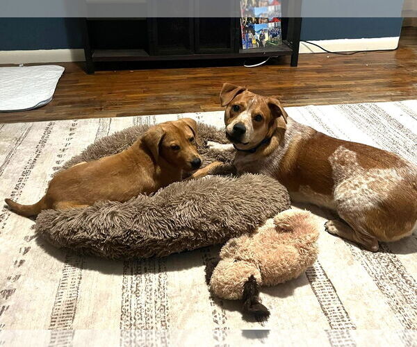 Medium Photo #2 Beagle-Unknown Mix Puppy For Sale in Wakefield, RI, USA