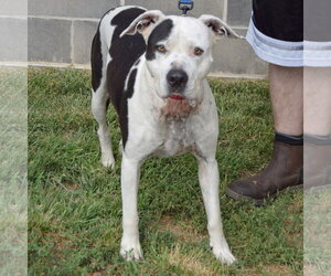 Cade - Male American Bulldog-American Staffordshire Terrier Mix Dog for Adoption - Photo #3