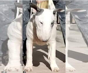 Father of the Bull Terrier puppies born on 05/01/2024