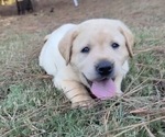 Image preview for Ad Listing. Nickname: Litter of 6