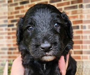 Aussiedoodle Puppy for sale in COLUMBIA, TN, USA