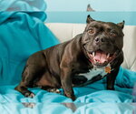 Small #14 Staffordshire Bull Terrier