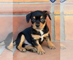 Mutt Dogs for adoption in Lake Elsinore, CA, USA