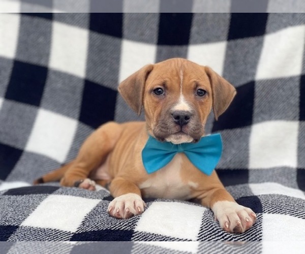 Medium Photo #10 American Staffordshire Terrier Puppy For Sale in LAKELAND, FL, USA