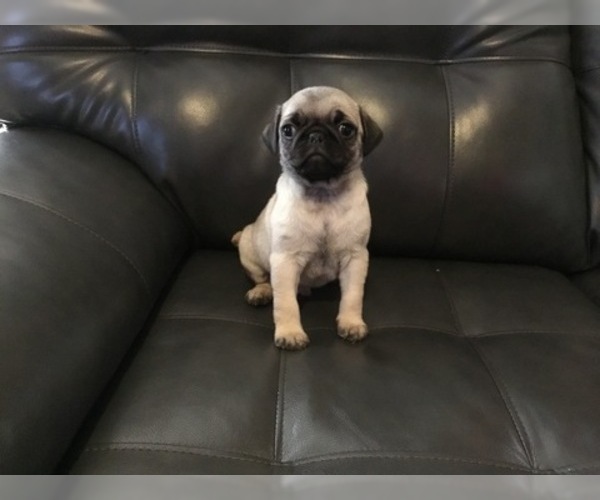 Medium Photo #1 Pug Puppy For Sale in FRANKTON, IN, USA