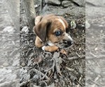 Small #1 Golden Dox