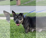 Small #2 American Staffordshire Terrier Mix