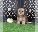 Katya - Female Shorkie Tzu Puppy for Sale - Photo #2