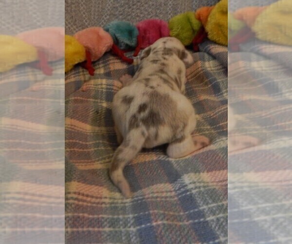 Medium Photo #42 Great Dane Puppy For Sale in SPRAGGS, PA, USA