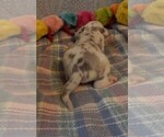 Small Photo #42 Great Dane Puppy For Sale in SPRAGGS, PA, USA